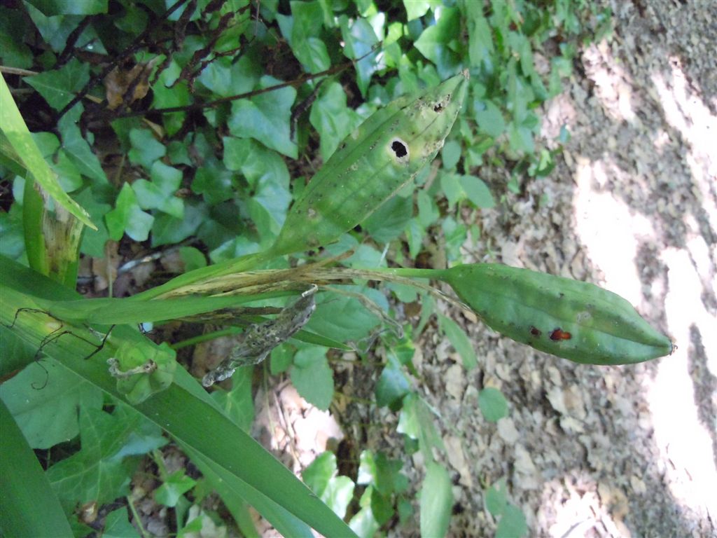 Grossi frutti - Chamaeiris foetidissima (=Iris foetidissima)